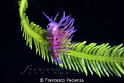 [:b:]Purple climber[:/b:] by Francesco Pacienza 